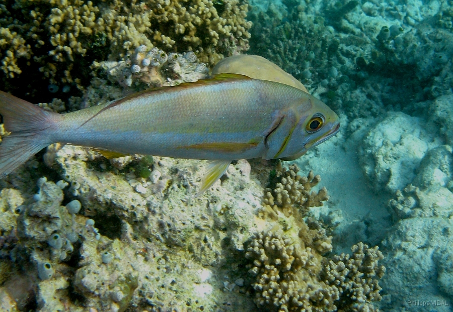 IMG_7673rc_Maldives_Madoogali_Vivaneau tidents ou a queue fourchue ou perche ardoise ou latanier noir-Aphareus furcatus.jpg